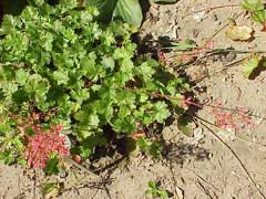 Heuchera sanguinea Alum Root, Coralbells, Crimson Bells