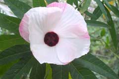 Hibiscus heterophyllus Native Rosella