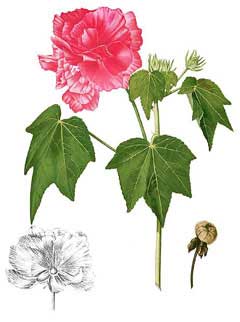 Hibiscus mutabilis Cotton Rose, Dixie rosemallow