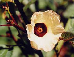 Hibiscus sabdariffa Roselle