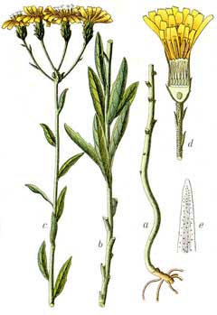 Hieracium umbellatum Hawkweed, Narrowleaf hawkweed