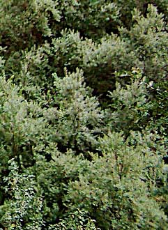 Hippophae salicifolia Willow-Leaved Sea Buckthorn