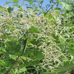 Holodiscus australis Mountain Spray