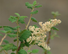 Holodiscus australis Mountain Spray