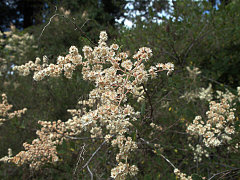 Holodiscus discolor var. discolor Ocean Spray