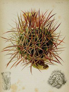 Homalocephala polycephala Triangle Cactus, Cotton-top cactus Homalocephala polycephala Triangle Cactus, Cotton-top cactus