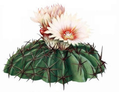 Homalocephala texensis Horse Crippler or Devil Homalocephala texensis Horse Crippler or Devil