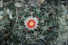 Homalocephala texensis Horse Crippler or Devil Homalocephala texensis Horse Crippler or Devil