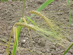 Hordeum distichon Two-Rowed Barley