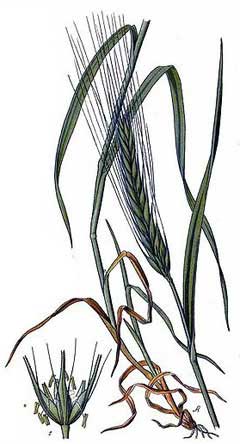 Hordeum hexastichon Six-Row Barley, Common barley