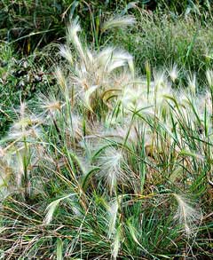 Hordeum jubatum Foxtail Barley, Intermediate barley