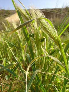 Hordeum murinum Mouse Barley, Smooth barley, 	Hare barley, 	Wall barley
