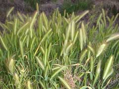 Hordeum murinum Mouse Barley, Smooth barley, 	Hare barley, 	Wall barley