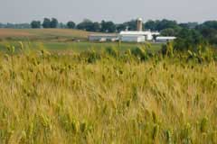 Hordeum vulgare Barley, Common barley
