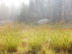 Hordeum brachyantherum Meadow barley