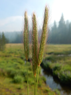 Hordeum brachyantherum Meadow barley
