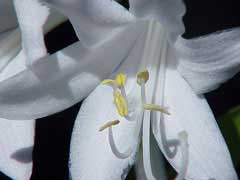 Hosta plantaginae August Lily