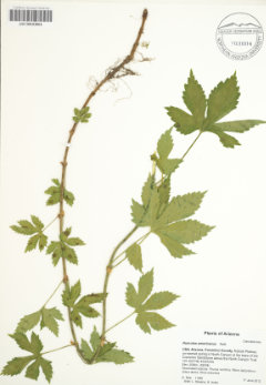 Humulus American Hop