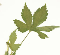 Humulus American Hop