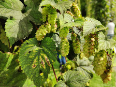 Humulus neomexicanus New Mexico or Western Hop