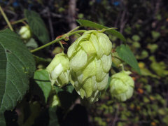 Humulus neomexicanus New Mexico or Western Hop