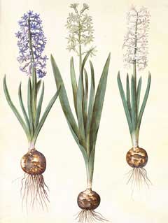 Hyacinthus orientalis Hyacinth, Garden hyacinth