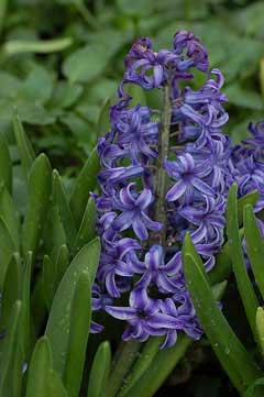 Hyacinthus orientalis Hyacinth, Garden hyacinth
