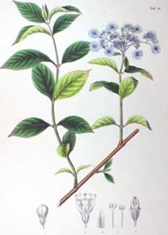 Hydrangea macrophylla French hydrangea , Florist