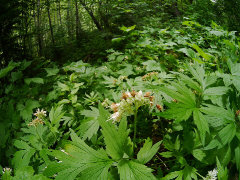 Hydrophyllum fendleri Fendler’s or Rocky Mountain waterleaf Hydrophyllum fendleri Fendler’s or Rocky Mountain waterleaf