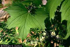 Hydrophyllum canadense John