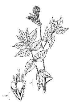 Hydrophyllum occidentale Western Waterleaf