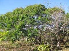 Hymenaea verrucosa East African Copal. Zanzibar copal tree