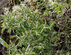 Hymenanthera dentata Tree Violet