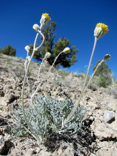 Hymenopappus filifolius Fineleaf Woollywhite Hymenopappus filifolius Fineleaf Woollywhite
