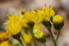Hymenopappus filifolius Fineleaf Woollywhite Hymenopappus filifolius Fineleaf Woollywhite