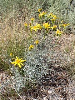 Hymenoxys cooperi Cooper Hymenoxys cooperi Cooper