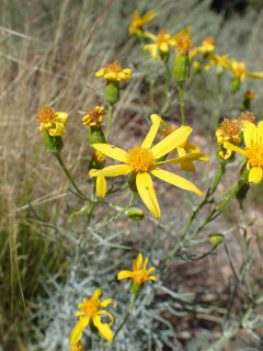 Hymenoxys cooperi Cooper Hymenoxys cooperi Cooper