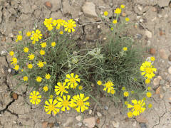 Hymenoxys richardsonii var. floribunda Colorado Rubberweed Hymenoxys richardsonii var. floribunda Colorado Rubberweed