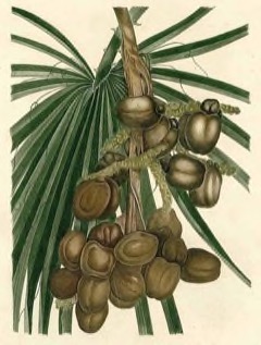Hyphaene thebaica Doum Palm. Gingerbread palm.