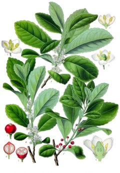 Ilex paraguariensis Yerba mate Ilex paraguariensis Yerba mate