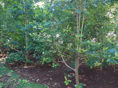 Ilex paraguariensis Yerba mate Ilex paraguariensis Yerba mate
