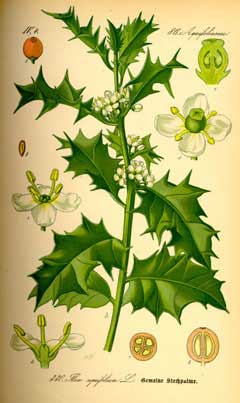 Ilex aquifolium Holly, English holl, Christmas Holly, Common Holly, English Holly