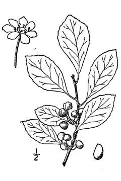 Ilex coriacea Large Gallberry
