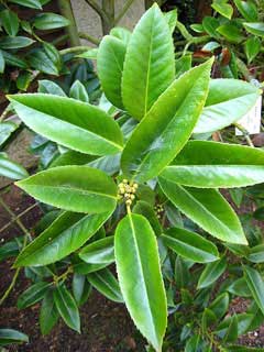 Ilex latifolia Tarajo