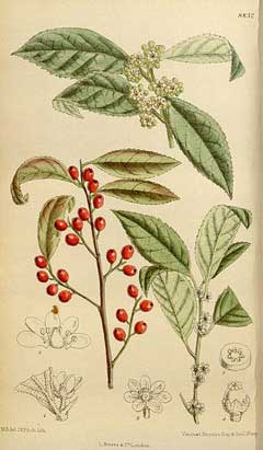 Ilex verticillata Winterberry, Common winterberry