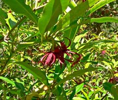 Illicium floridanum Aniseed Tree, Florida anisetree, Purple Anise, Star Anise, Florida anise