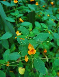 Impatiens capensis Jewelweed