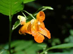 Impatiens capensis Jewelweed