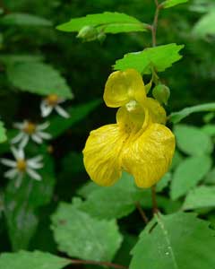 Impatiens pallida Pale Jewelweed, Pale touch-me-not