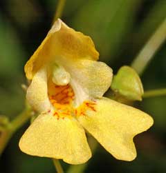 Impatiens parviflora Smallflower touchmenot